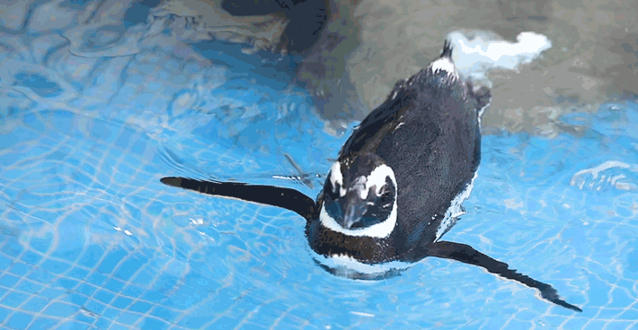 深圳世界之窗门票多少钱一张，深圳世界之窗晚上门票多少（动物园\u0026世界之窗/欢乐海岸水秀）