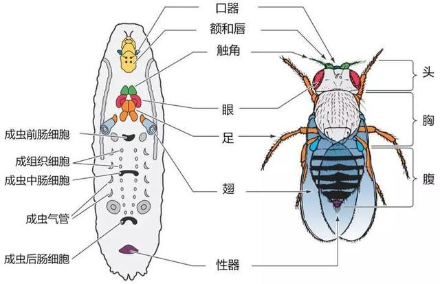 蛹的身体结构图片