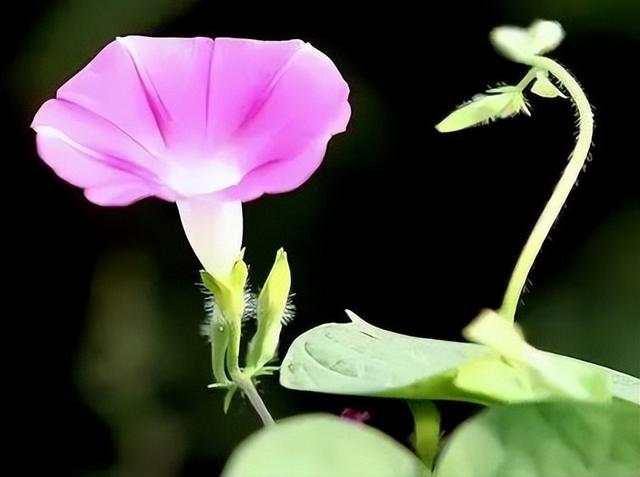 蝴蝶花的花语，118种爱的含义