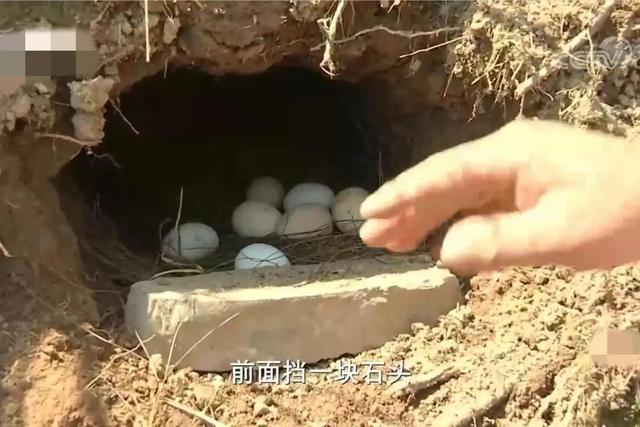 梦见好多鸡蛋捡鸡蛋是什么意思，梦见捡好多鸡蛋什么意思（湖南男子承包1200亩荒山）