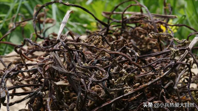 紫色菜杆是什么菜，紫色杆子的菜叫什么菜（猴腿儿菜都是紫色的吗）