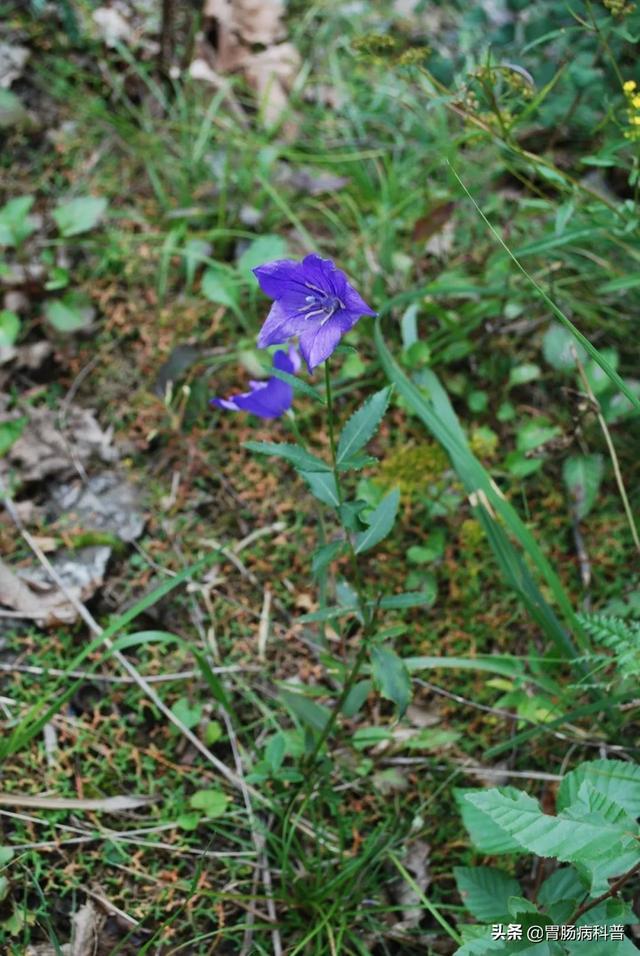 曼陀罗花的图片，曼陀罗花是什么（301味中药材的原植物彩色图谱）