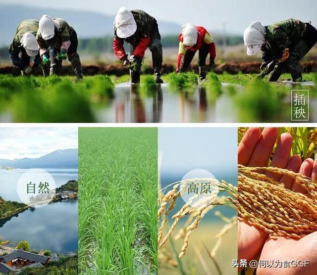 泸沽湖三大禁忌，泸沽湖和洱海哪个更值得去（泸沽湖畔摩梭人的传统食材与饮食文化）