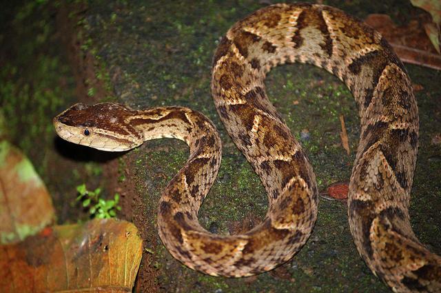 世界第一毒蛇排名有哪些,世界第一毒蛇排名有哪些品种(盘点世界上最