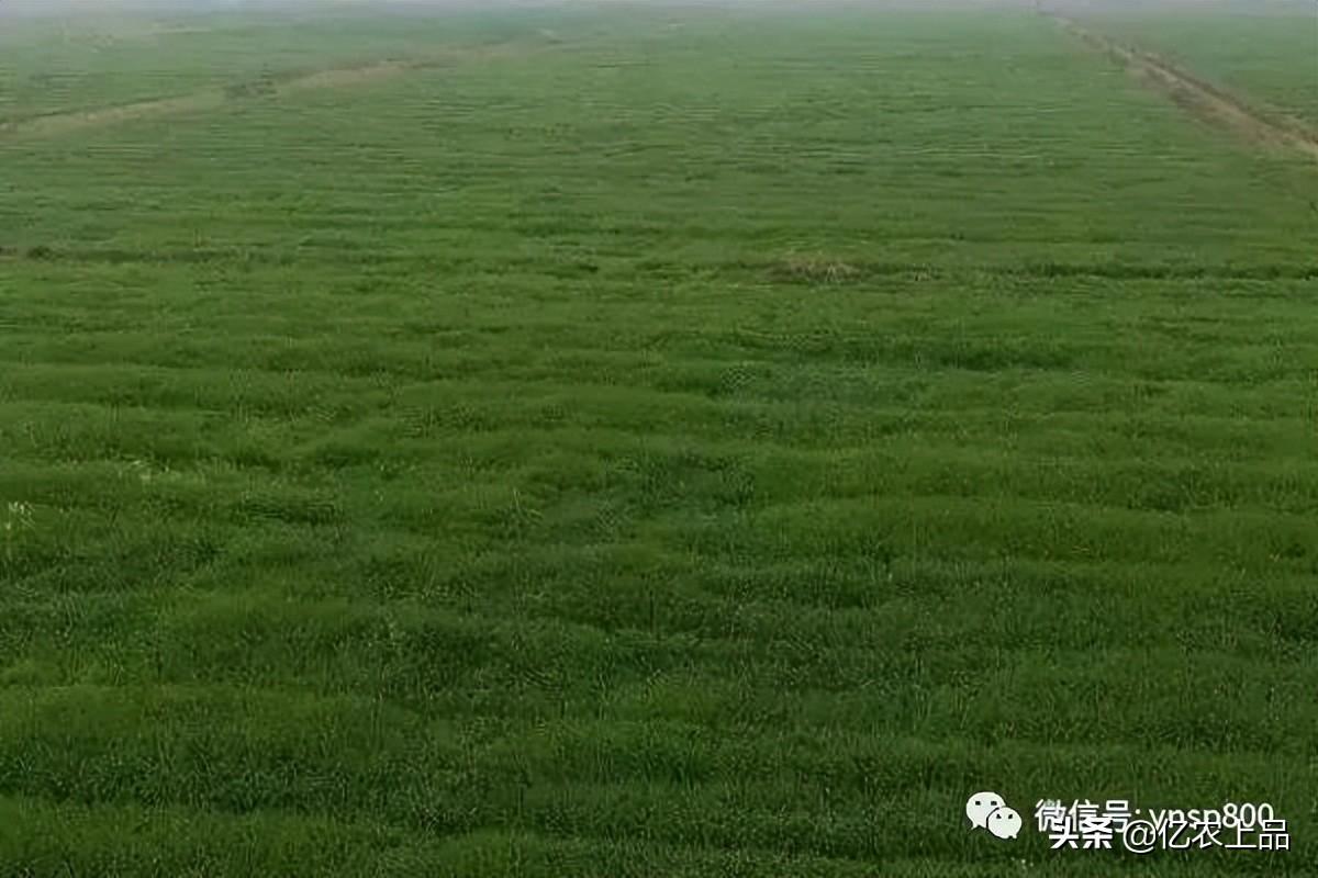 基本农田保护条例（什么是基本农田）