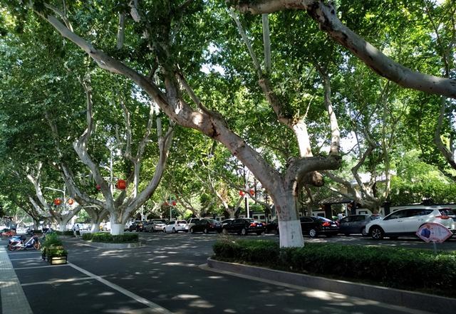 法国梧桐树苗多少钱一颗，法国梧桐树多少钱一棵（曾红极一时的7种“绿化树”）