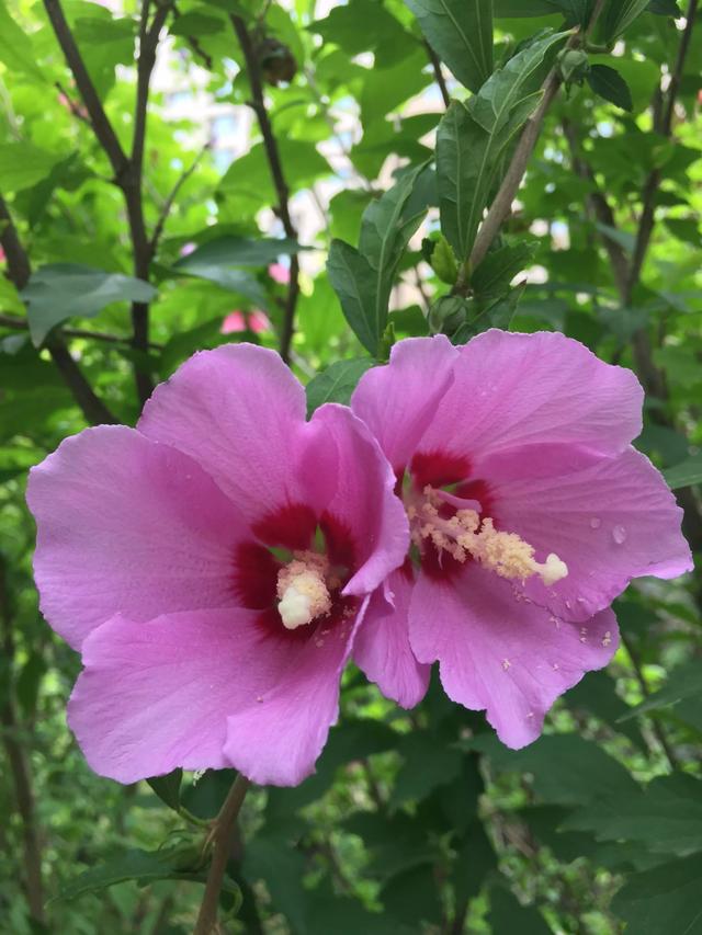 描写植物的优美句子，描写植物的优美句子摘抄（五彩斑斓千姿百态）