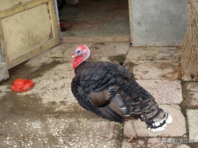 火鸡孵化多少天出壳，火鸡孵化需要几天（100天左右可变现）