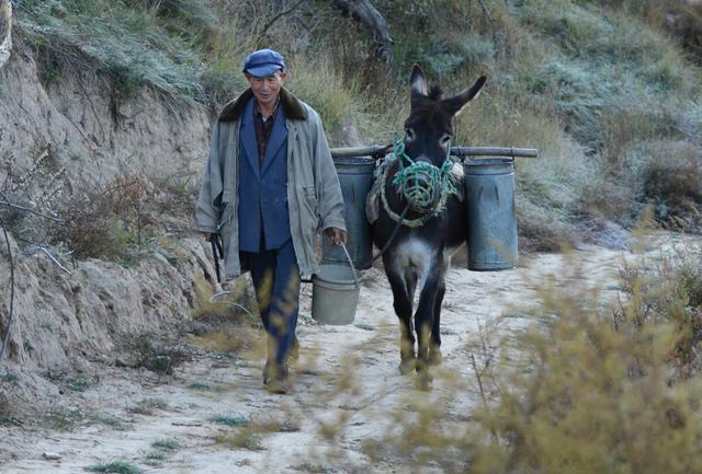 马属于什么类动物，马是属于兽类吗（马看上去处处比驴强）