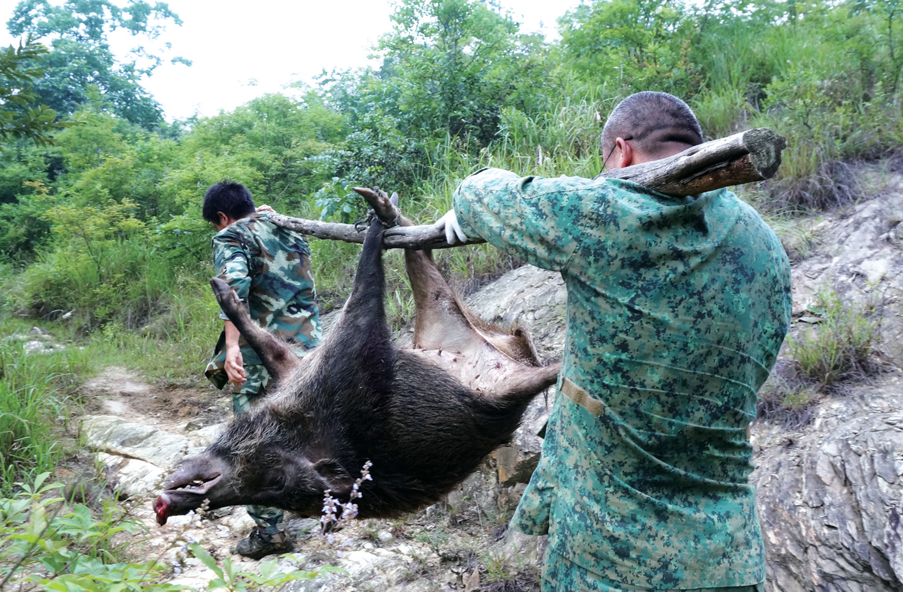 美国人猪大战,690万头野猪能否获得最终胜利?