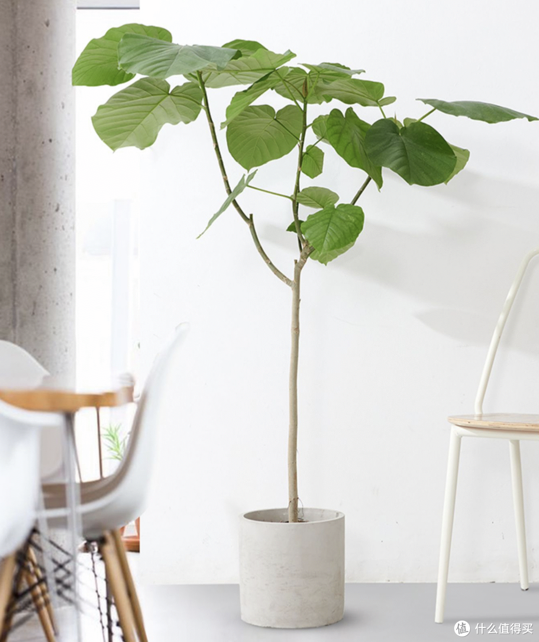 和琴叶榕一样需要注意通风,在日照不足或通风不