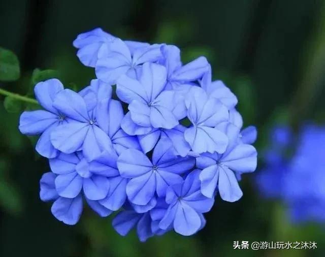 蓝雪花花语及象征意义，蓝雪花花语及传说（一种颜色清新素雅的淡蓝色花朵）