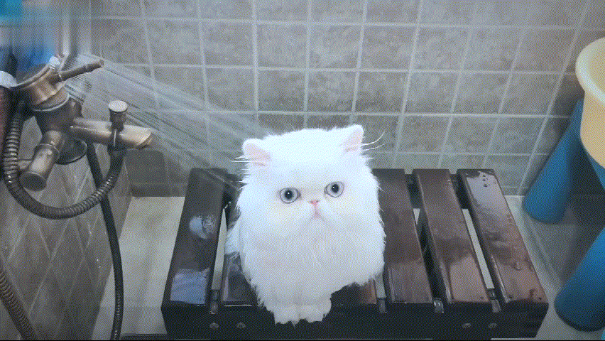 什么猫比较温柔粘人又好养，养猫首选这几种猫