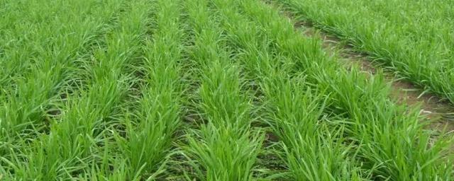 孕妇可以吃韭菜吗，孕妇可以吃韭菜饺子吗（身体会发生什么变化）