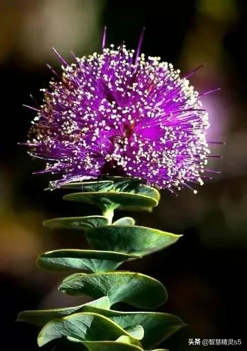 铁树开花的方法，铁树开花的方法有哪些（铁树开花了，也有芬芳的一天）