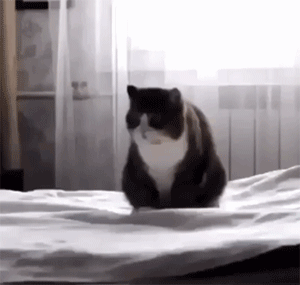 最不建议养的10种猫，这几种猫越养越心累