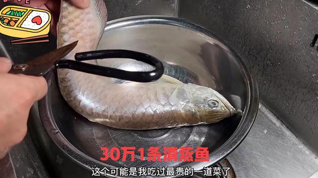 银龙鱼价格多少钱一只，龙鱼一般多少钱（可以先从饲养银龙练手）