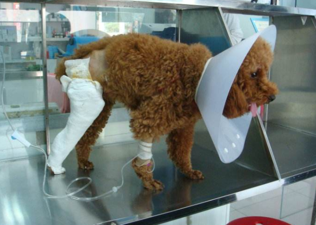 泰迪的优点和缺点，泰迪犬的优缺点看完你还会养吗（第4点很多人都不能接受）