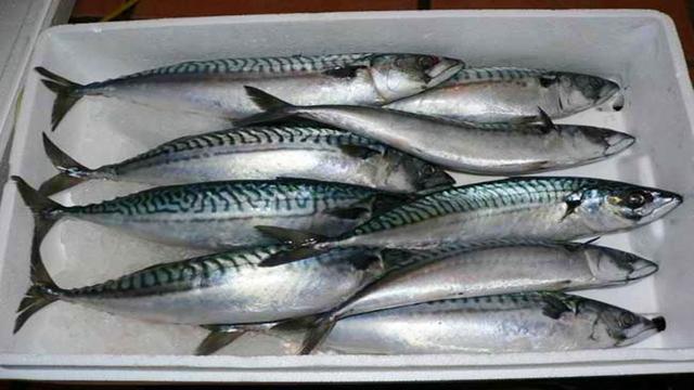 深海鱼有哪些，家常深海鱼有哪些（这五种鱼是深海鱼）