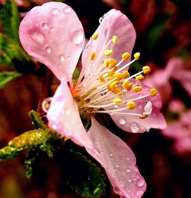 花枝上带露珠花朵图片图片