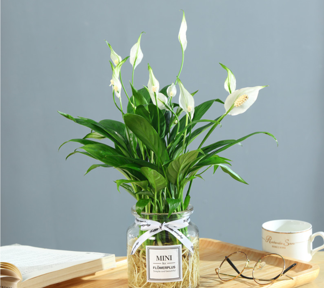 一帆风顺怎么养会开花(叶子翠绿越长越旺,花期更长) - 彝家农业网