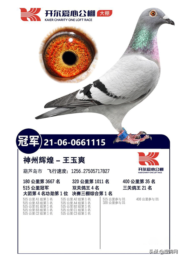 中国信鸽信息网全国各地赛鸽公棚，中华信鸽信息网各地公棚信鸽信息网（十大公棚冠军鸽有何共通之处）