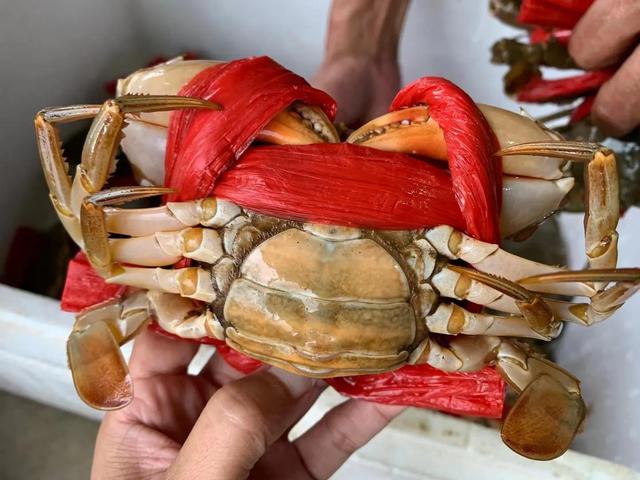 黄油蟹什么季节吃最好，广东美食季，黄油蟹，来了（黄油蟹是什么季节吃）