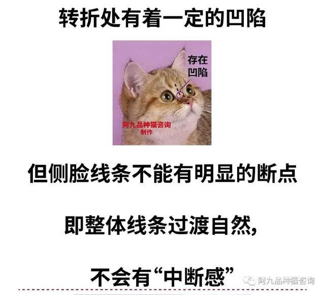 银渐层怎么看品相，银渐层怎样算品相好（银渐层的鼻子没有线条黑）