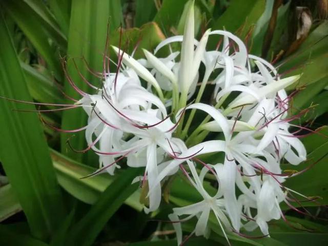 秋天的花朵怎么画，儿童画秋天的花朵（秋天的画）