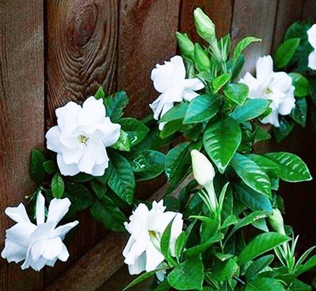 黄桅子一般怎么用，黄栀子的功效与作用及食用方法（黄栀子与红栀子一字之差）