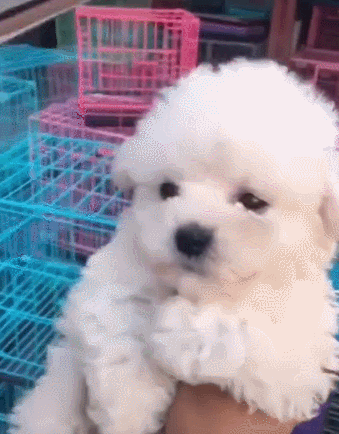 比熊犬多少钱一只，比熊多少钱一只（巴比熊犬价格）