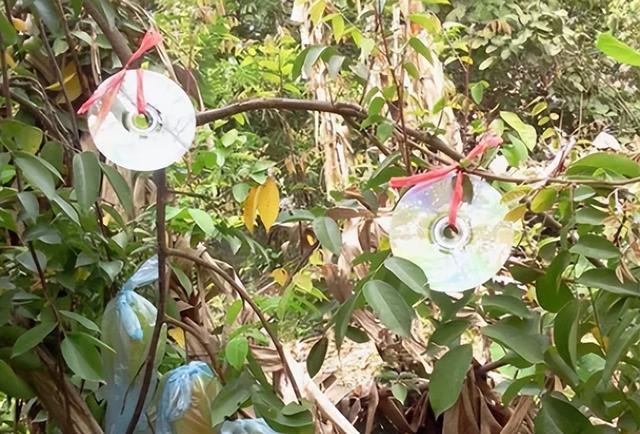 鸟怕什么声音（农民为防鸟类偷吃种子）