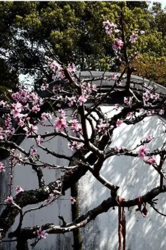 湖南南山牧场在哪里，湖南南山牧场旅游攻略自驾游（邵阳旅游推荐：南山牧场）