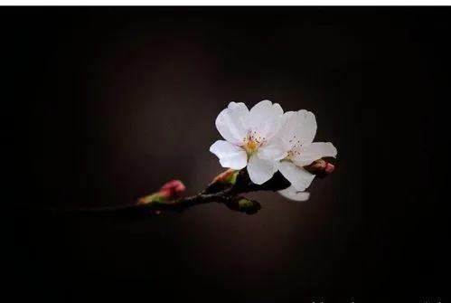 众生皆苦的意思，众生皆苦唯有自渡是什么意思（《次第花开》4句经典名言）