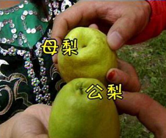 库尔勒香梨的特点，库尔勒香梨的口感（新疆的库尔勒香梨被誉为是“梨中珍品”）