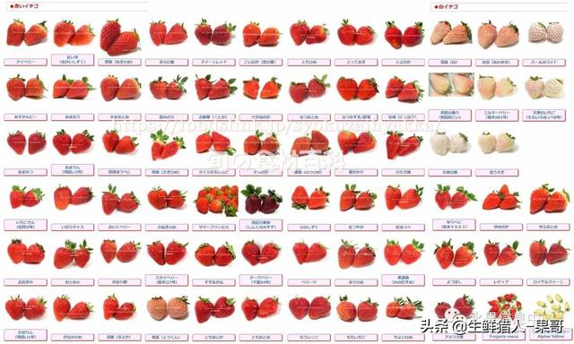 九九草莓特点，九九草莓有几个品种（中国草莓主要产地分布及品种介绍）