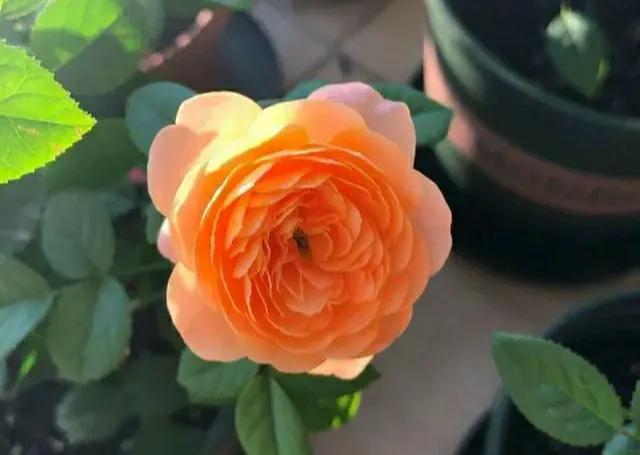 必养九种月季，值得入手的月季清单