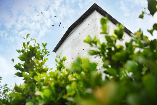 燕窝是怎么形成的，图解燕窝是怎么形成的（燕窝小常识----燕窝怎么来的）