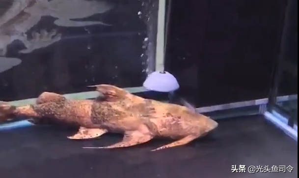 长江名贵鱼前十名，10大凶猛淡水鱼（我国保护的鱼类有87种）