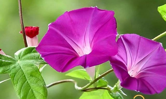 花，花好月圆人长久（72种鲜花欣赏图片）