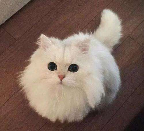 蓝猫多少钱(200元以内的宠物猫)