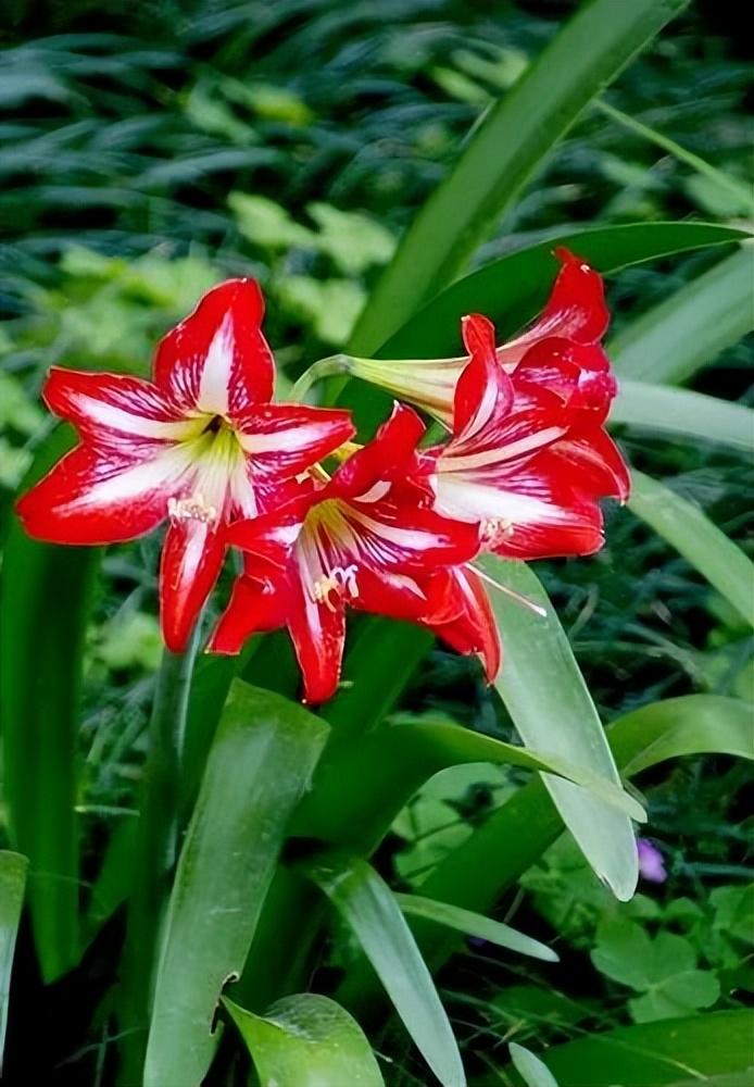 各种花的代表寓意，这几种花的寓意你知道多少