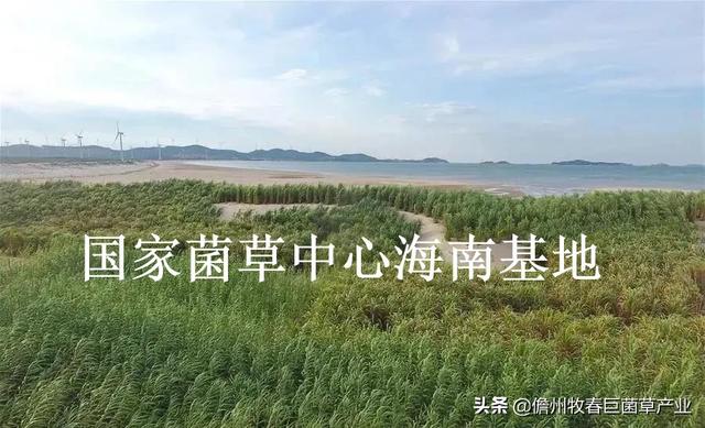 菌草（菌草颗粒饲料，这种“幸福草”为啥如此“香”（菌草有机肥）