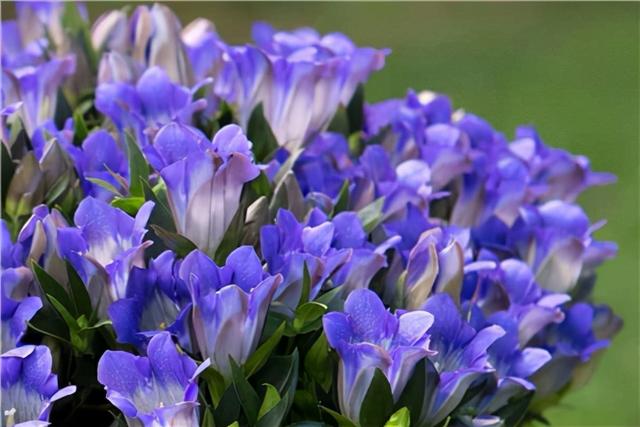 花，花好月圆人长久（72种鲜花欣赏图片）