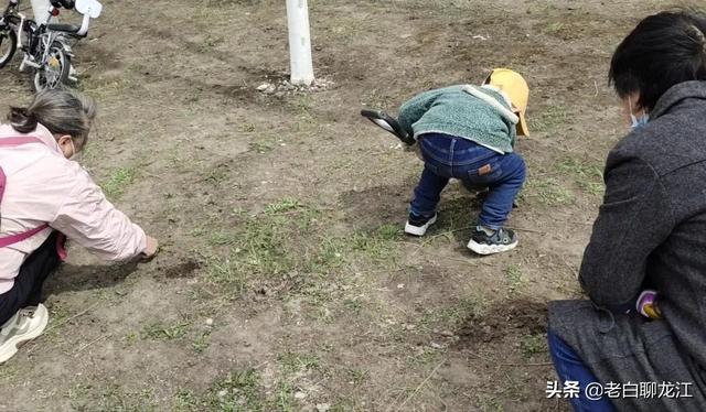 婆婆丁是什么，婆婆丁是什么菜图（说说婆婆丁）