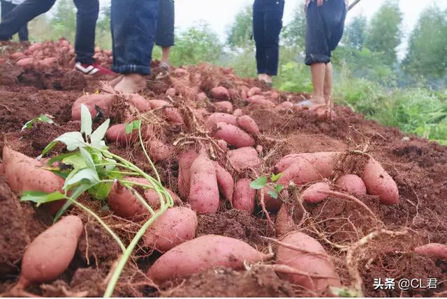 黑花生多少钱一斤，黑花生油市场多少钱一斤（这2种适合农村种植）