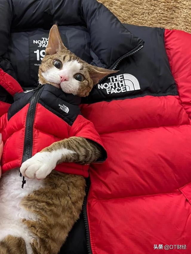 北面是什么品牌，北面是什么档次的牌子（它凭什么成为年轻人的“校服”）