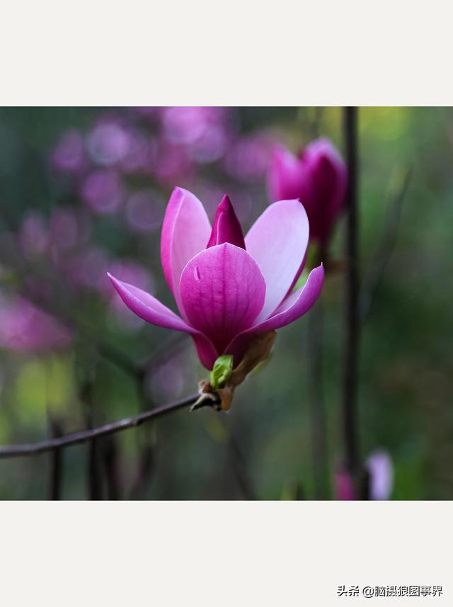 浪漫之花朵，一朵鲜花的浪漫（实拍26张玉兰花的照片图片）