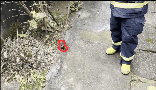 中国十大毒蛇，中国十大毒蛇排名 前十名（我国陆地第一毒蛇银环蛇）