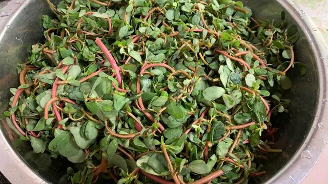 马笕菜做法,马歯菜怎么做好吃(马齿苋全身是宝)